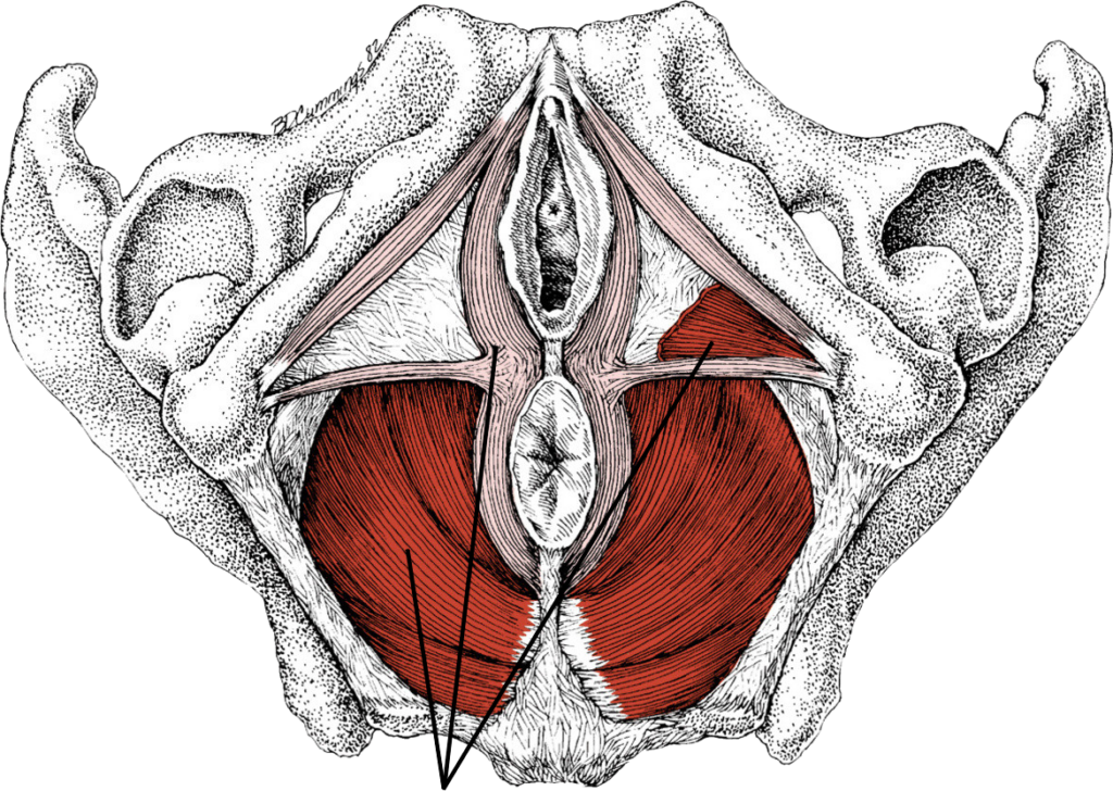 la pelvis en el embarazo postparto